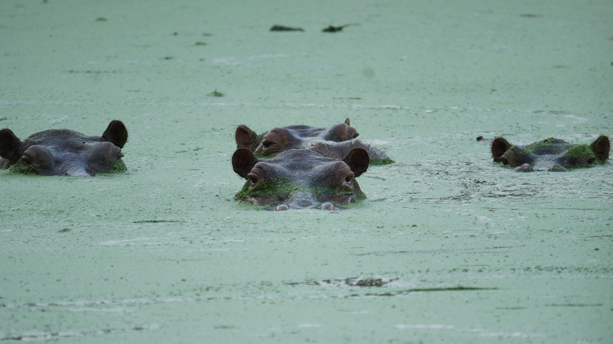 Plan to kill dozens of wild hippos linked to Pablo Escobar generates fierce debate in Colombia