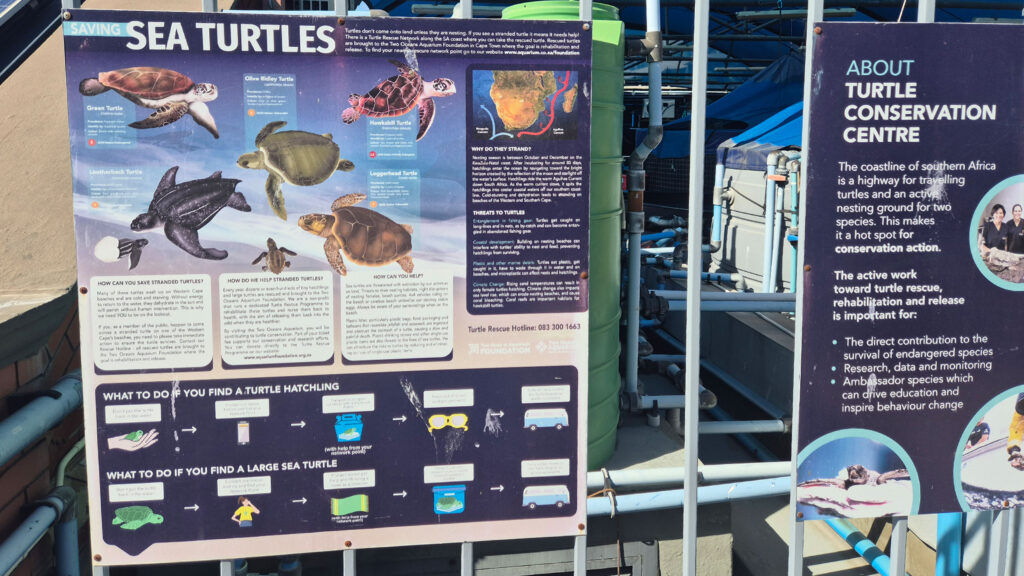 South Africans work to keep migrating baby turtles alive