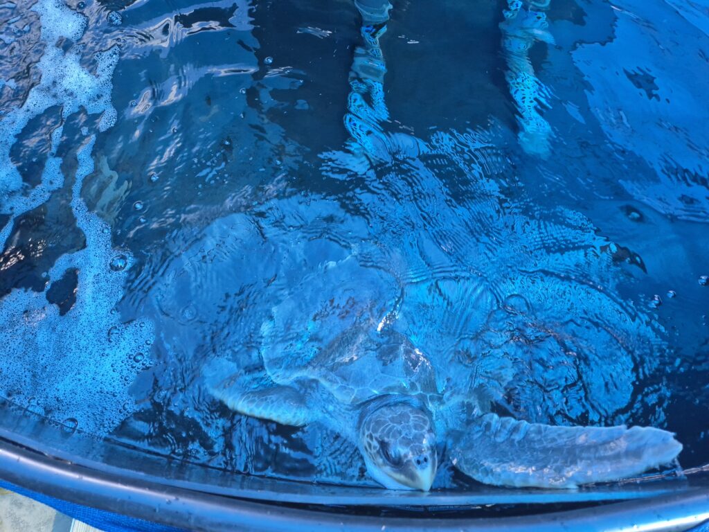 Uma tartaruga marinha nadando perto da superfície em um tanque de reabilitação azul. Uma tartaruga marinha nadando perto da superfície em um tanque de reabilitação azul.