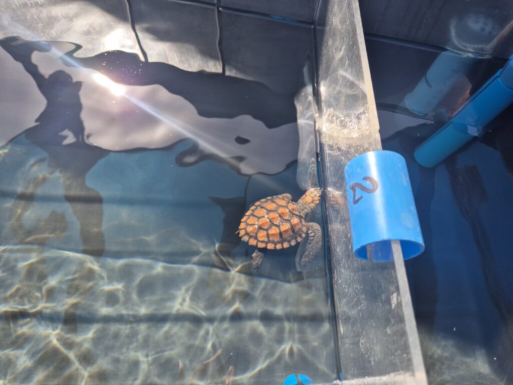 Small baby sea turtle with an orange-patterned shell swimming in a shallow rehabilitation tank labeled with the number 2