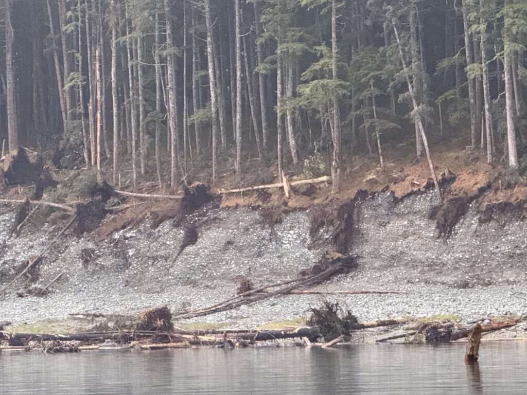 Eroding shoreline with exposed tree roots and fallen logs on a rocky beach beneath a dense forest